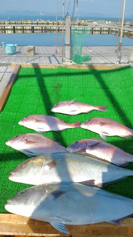 海の釣堀 海恵 釣果