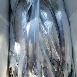 金沢八景鴨下丸 釣果