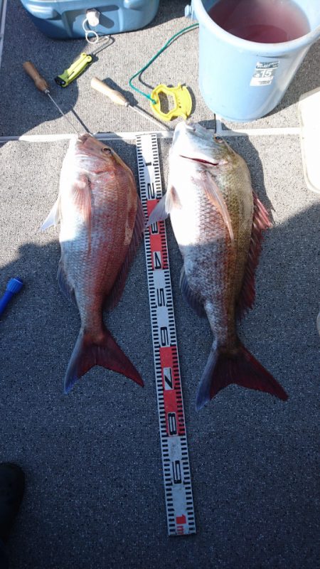 ARCADIAⅡ (アルカディアⅡ) 釣果