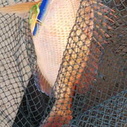 第二龍勢丸 釣果