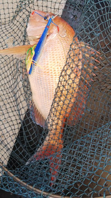 第二龍勢丸 釣果