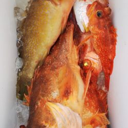 第二龍勢丸 釣果