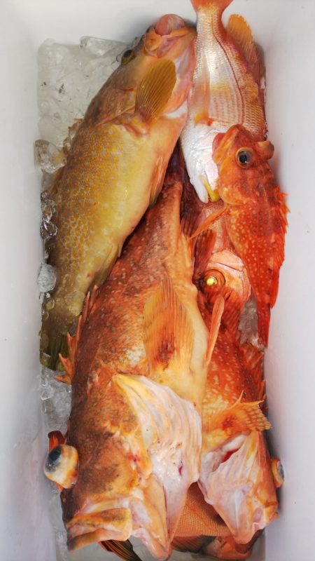 第二龍勢丸 釣果