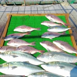 海の釣堀 海恵 釣果