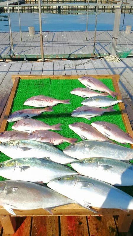 海の釣堀 海恵 釣果