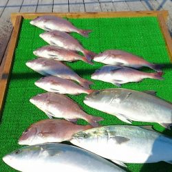 海の釣堀 海恵 釣果