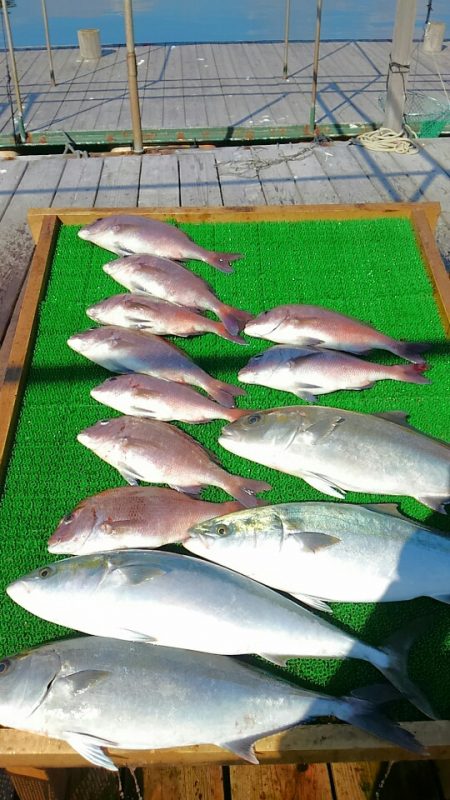 海の釣堀 海恵 釣果