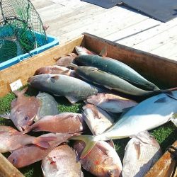 海の釣堀 海恵 釣果