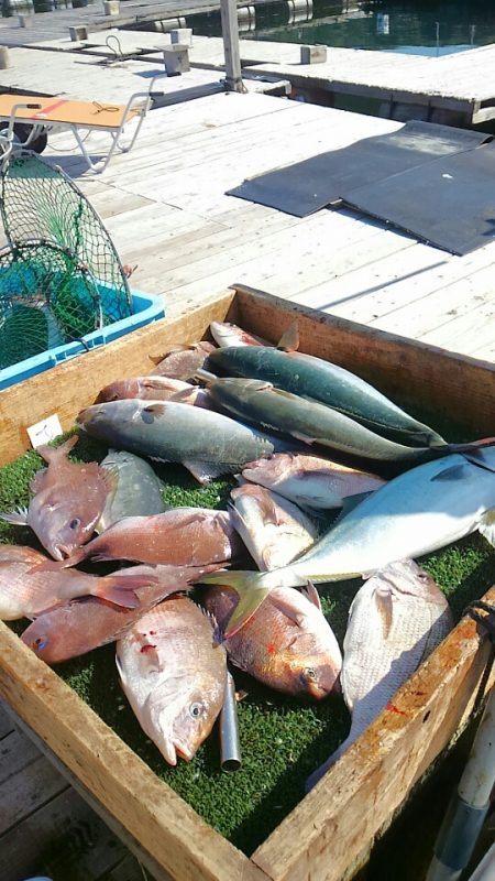 海の釣堀 海恵 釣果