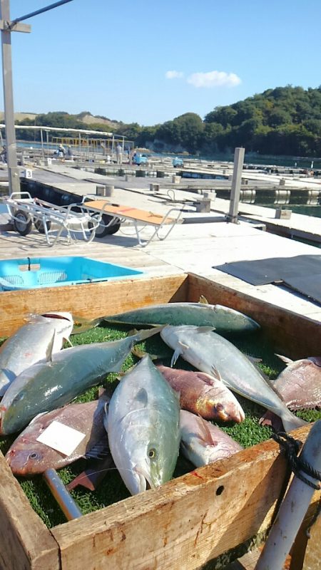 海の釣堀 海恵 釣果