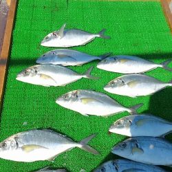 海の釣堀 海恵 釣果