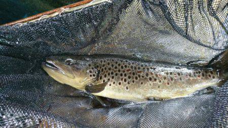 としまえんフィッシングエリア 釣果