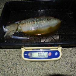 South Current 釣果