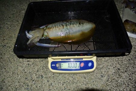 South Current 釣果