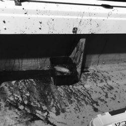 South Current 釣果