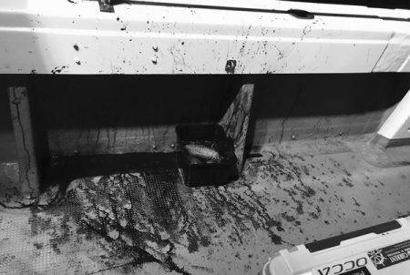 South Current 釣果