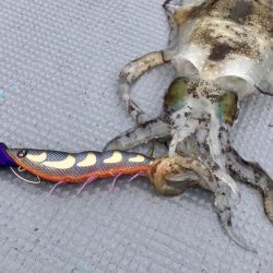 South Current 釣果