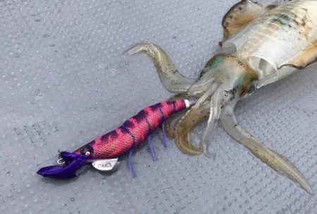 South Current 釣果