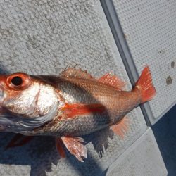 LUSTER『ラスター』 釣果