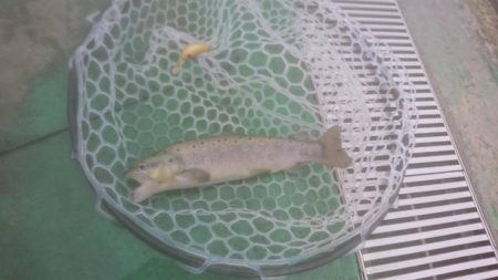 としまえんフィッシングエリア 釣果