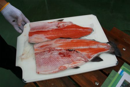 としまえんフィッシングエリア 釣果