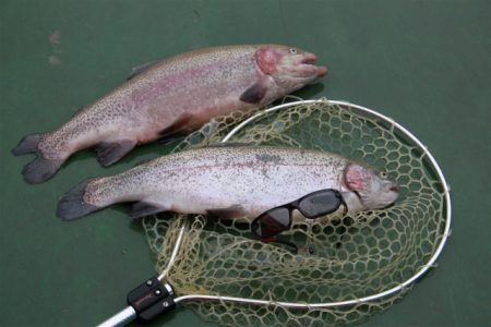 としまえんフィッシングエリア 釣果