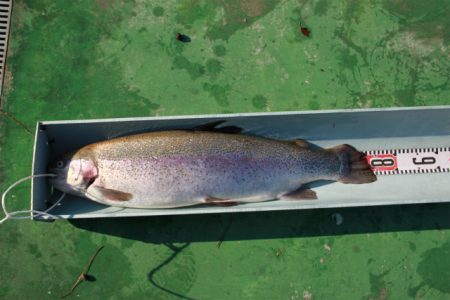 としまえんフィッシングエリア 釣果