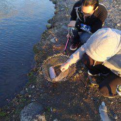 つりぼりあかし 釣果