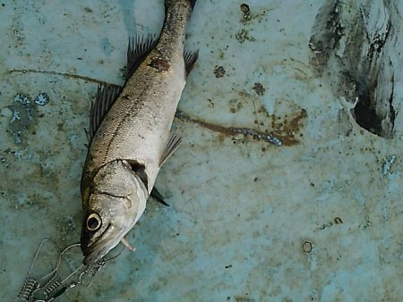 KO-SHIN丸 釣果