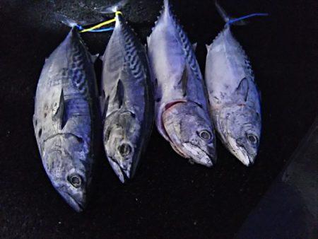 光生丸 釣果
