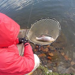 つりぼりあかし 釣果