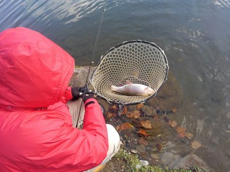 つりぼりあかし 釣果