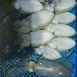 小島丸 釣果
