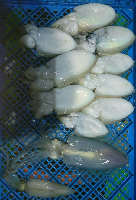 小島丸 釣果