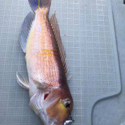 アマテラス 釣果