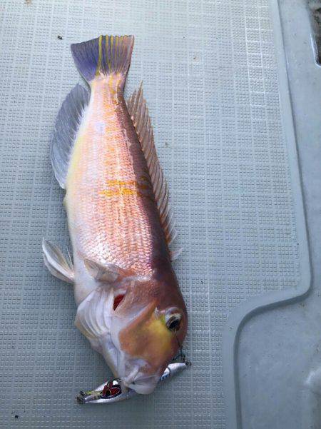 アマテラス 釣果