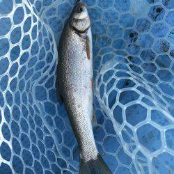 アマテラス 釣果