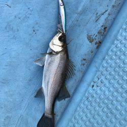 アマテラス 釣果