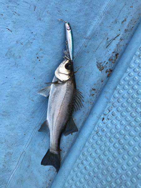 アマテラス 釣果