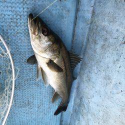 アマテラス 釣果