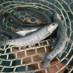 加賀フィッシングエリア 釣果