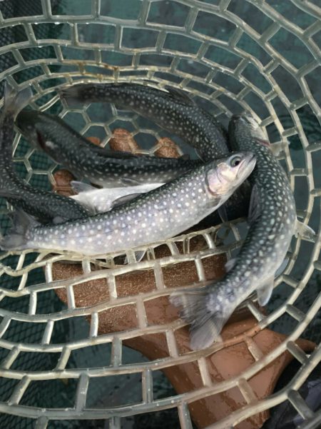 加賀フィッシングエリア 釣果