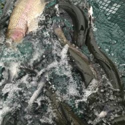 加賀フィッシングエリア 釣果