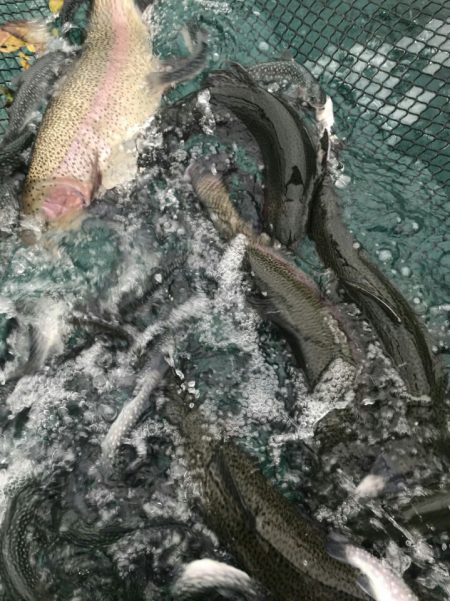 加賀フィッシングエリア 釣果