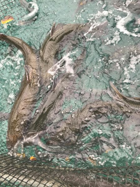 加賀フィッシングエリア 釣果