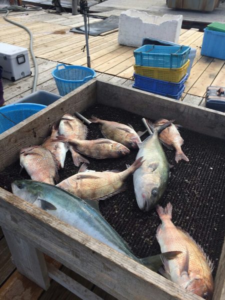 海の釣堀 海恵 釣果