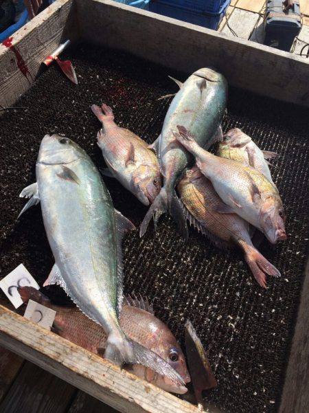 海の釣堀 海恵 釣果