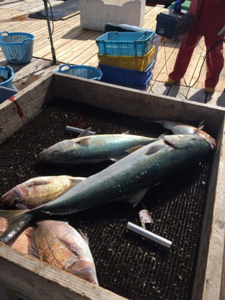 海の釣堀 海恵 釣果