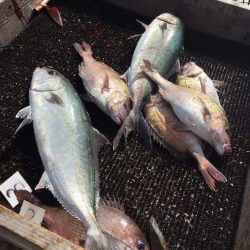 海の釣堀 海恵 釣果