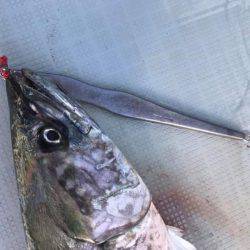 アマテラス 釣果